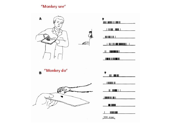 “Monkey see” “Monkey do” 