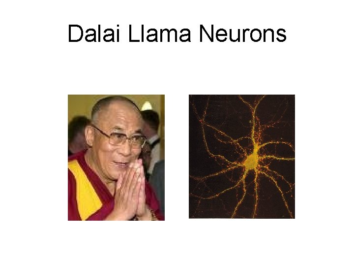 Dalai Llama Neurons 