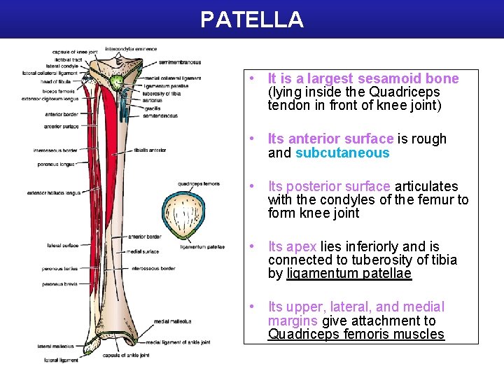 PATELLA • It is a largest sesamoid bone (lying inside the Quadriceps tendon in