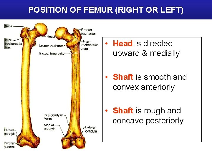 POSITION OF FEMUR (RIGHT OR LEFT) • Head is directed upward & medially •