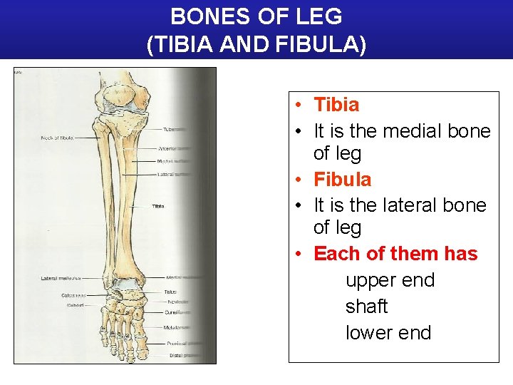 BONES OF LEG (TIBIA AND FIBULA) • Tibia • It is the medial bone