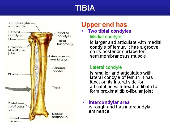 TIBIA Upper end has • Two tibial condyles Medial condyle Is larger and articulate