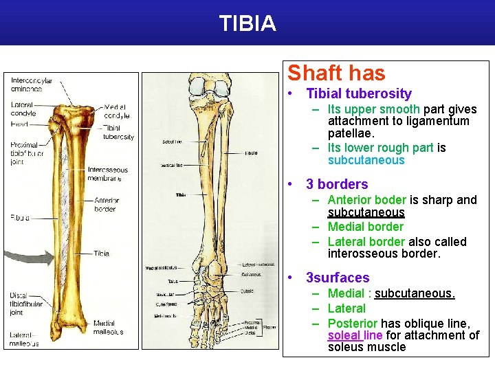 TIBIA Shaft has • Tibial tuberosity – Its upper smooth part gives attachment to
