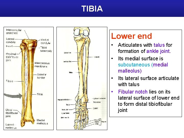 TIBIA Lower end • Articulates with talus formation of ankle joint. • Its medial
