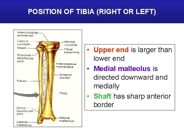 POSITION OF TIBIA (RIGHT OR LEFT) • Upper end is larger than lower end