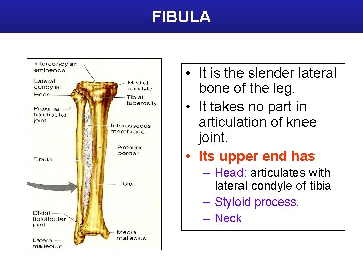 FIBULA • It is the slender lateral bone of the leg. • It takes
