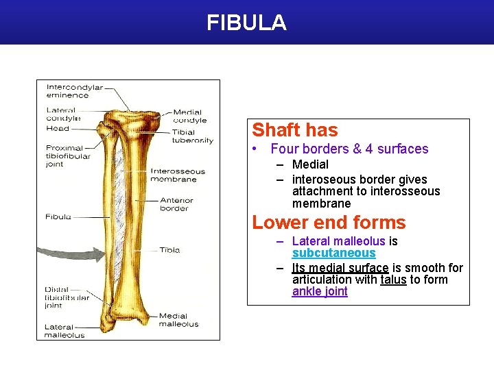 FIBULA Shaft has • Four borders & 4 surfaces – Medial – interoseous border