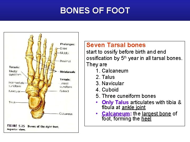 BONES OF FOOT Seven Tarsal bones start to ossify before birth and end ossification