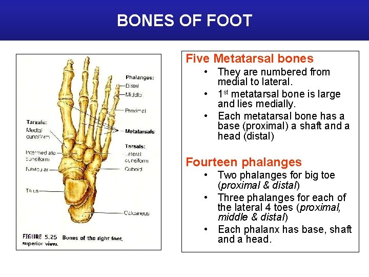 BONES OF FOOT Five Metatarsal bones • They are numbered from medial to lateral.