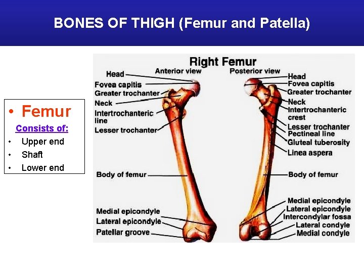 BONES OF THIGH (Femur and Patella) • Femur Consists of: • Upper end •