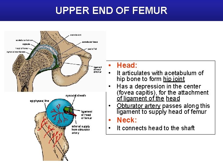 UPPER END OF FEMUR • Head: • It articulates with acetabulum of hip bone