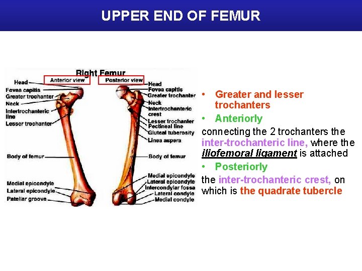 UPPER END OF FEMUR • Greater and lesser trochanters • Anteriorly connecting the 2