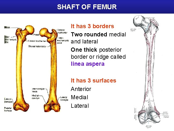 SHAFT OF FEMUR It has 3 borders Two rounded medial and lateral One thick