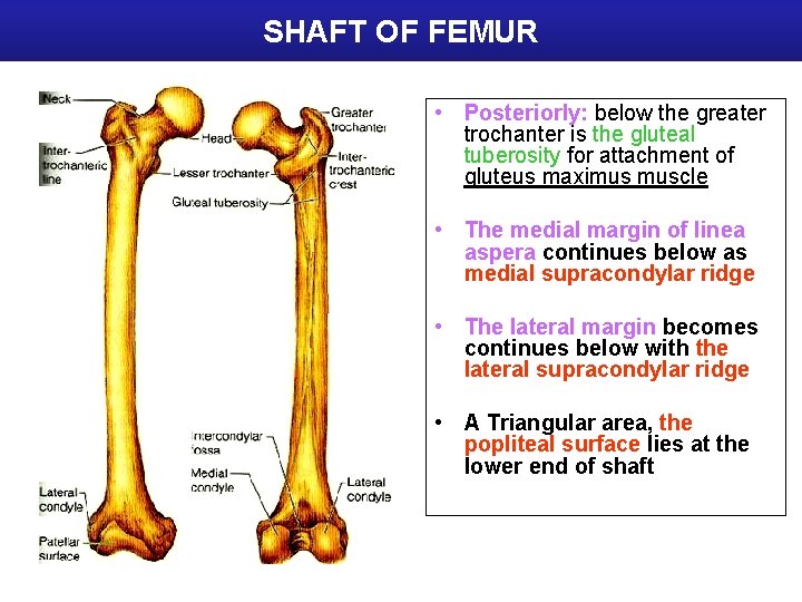 SHAFT OF FEMUR • Posteriorly: below the greater trochanter is the gluteal tuberosity for