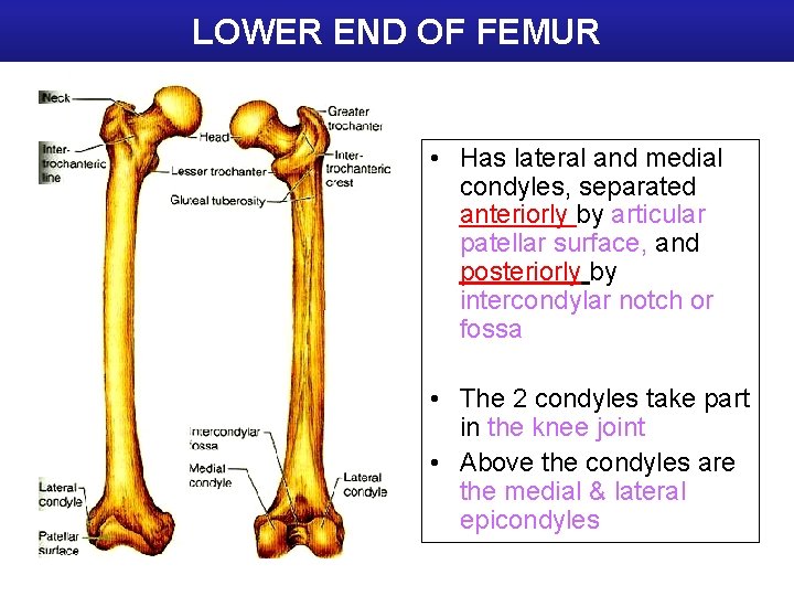 LOWER END OF FEMUR • Has lateral and medial condyles, separated anteriorly by articular