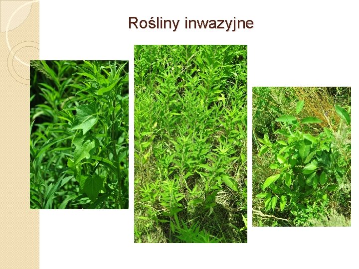Rośliny inwazyjne 