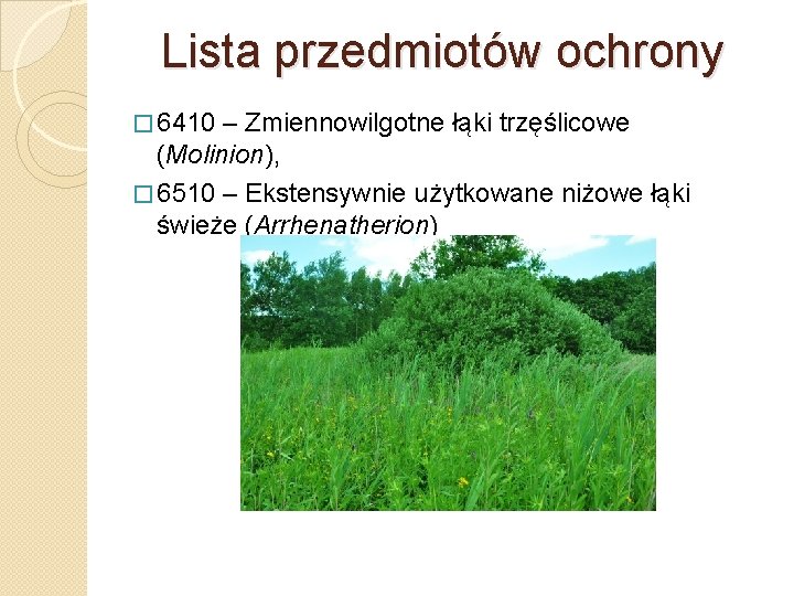 Lista przedmiotów ochrony � 6410 – Zmiennowilgotne łąki trzęślicowe (Molinion), � 6510 – Ekstensywnie