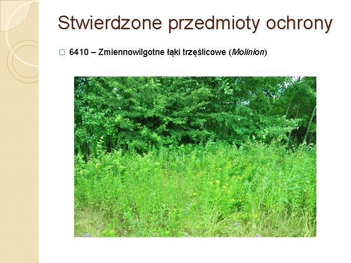 Stwierdzone przedmioty ochrony � 6410 – Zmiennowilgotne łąki trzęślicowe (Molinion) 