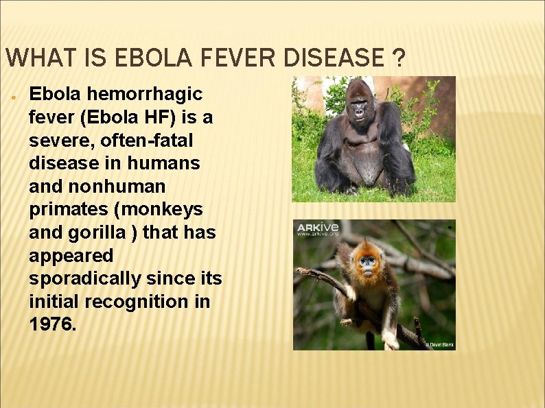 WHAT IS EBOLA FEVER DISEASE ? ● Ebola hemorrhagic fever (Ebola HF) is a