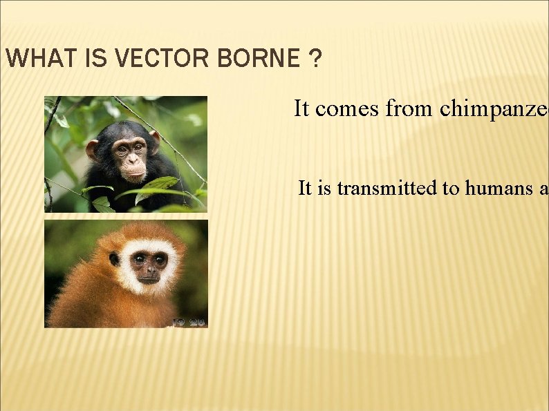 WHAT IS VECTOR BORNE ? It comes from chimpanzee It is transmitted to humans