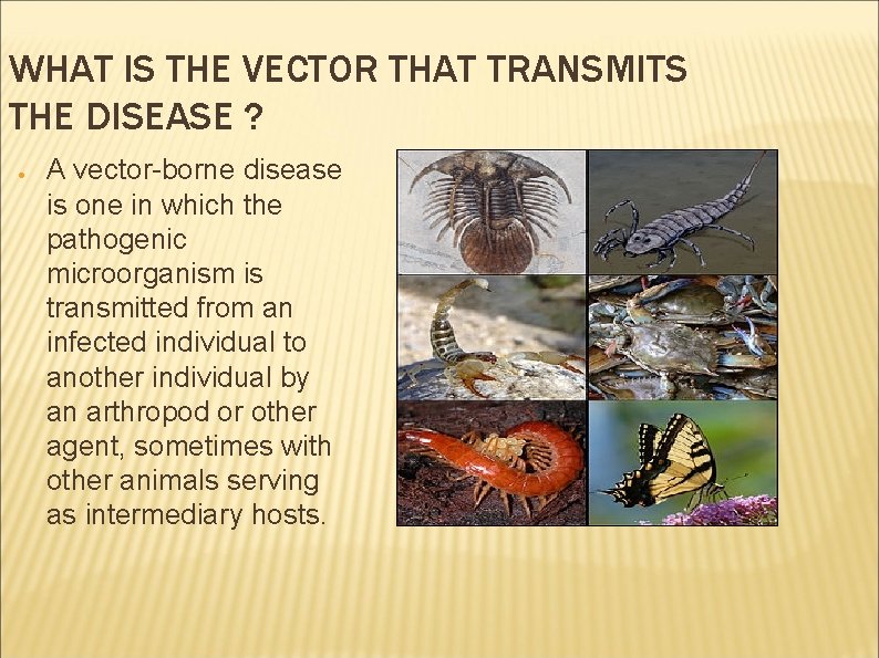 WHAT IS THE VECTOR THAT TRANSMITS THE DISEASE ? ● A vector-borne disease is