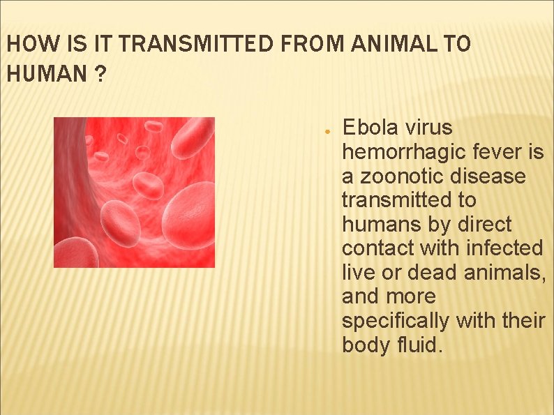 HOW IS IT TRANSMITTED FROM ANIMAL TO HUMAN ? ● Ebola virus hemorrhagic fever