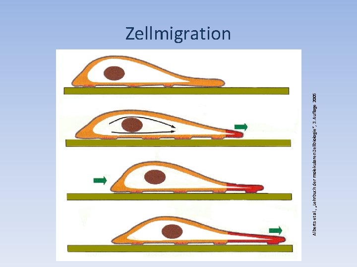 Alberts et al. , „Lehrbuch der molekularen Zellbiologie“, 3. Auflage 2005 Zellmigration 