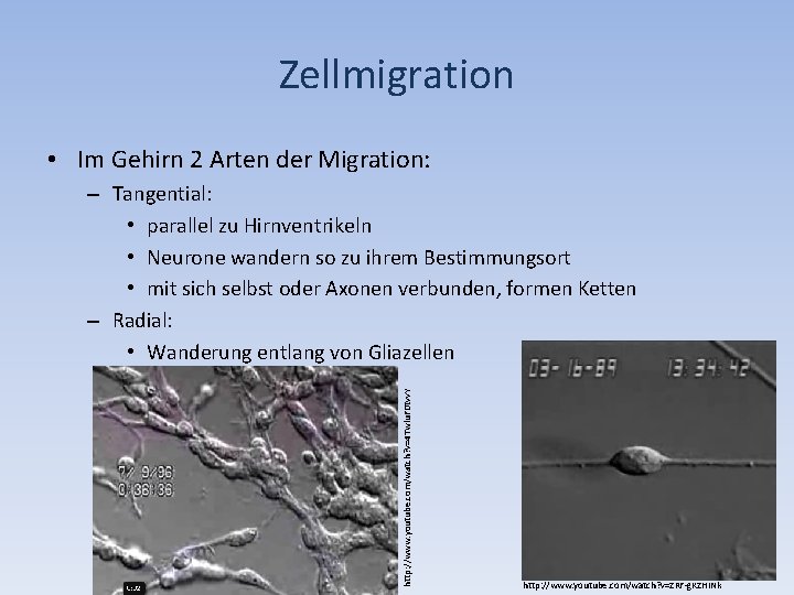 Zellmigration • Im Gehirn 2 Arten der Migration: http: //www. youtube. com/watch? v=4 Twlu.