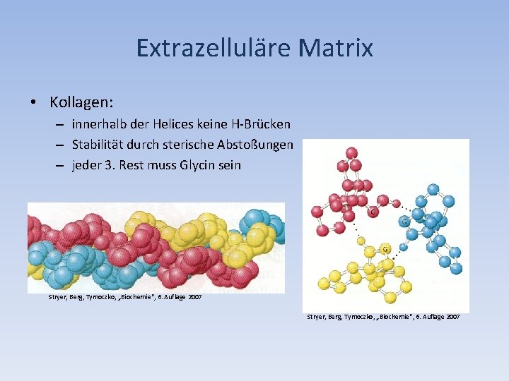 Extrazelluläre Matrix • Kollagen: – innerhalb der Helices keine H-Brücken – Stabilität durch sterische