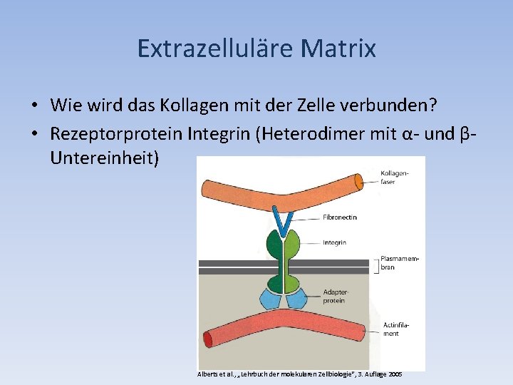 Extrazelluläre Matrix • Wie wird das Kollagen mit der Zelle verbunden? • Rezeptorprotein Integrin