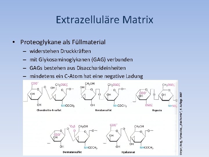Extrazelluläre Matrix • Proteoglykane als Füllmaterial widerstehen Druckkräften mit Glykosaminoglykanen (GAG) verbunden GAGs bestehen