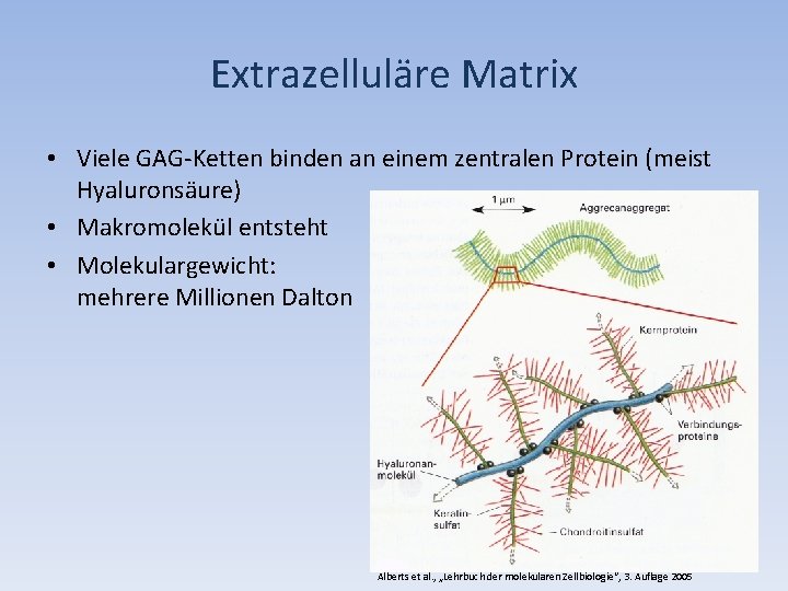 Extrazelluläre Matrix • Viele GAG-Ketten binden an einem zentralen Protein (meist Hyaluronsäure) • Makromolekül