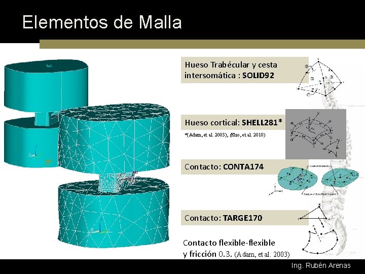 Elementos de Malla Hueso Trabécular y cesta intersomática : SOLID 92 Hueso cortical: SHELL