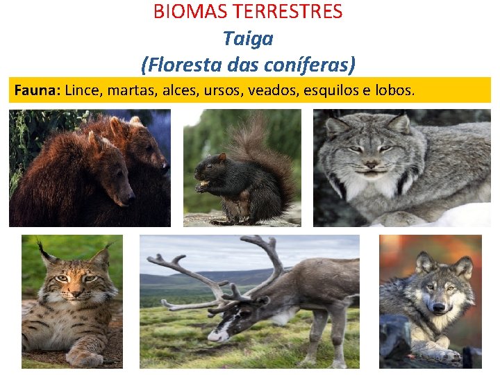 BIOMAS TERRESTRES Taiga (Floresta das coníferas) Fauna: Lince, martas, alces, ursos, veados, esquilos e