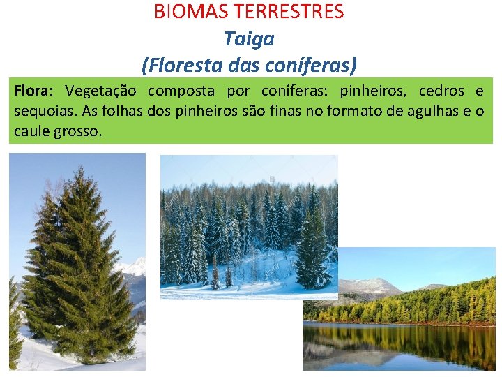 BIOMAS TERRESTRES Taiga (Floresta das coníferas) Flora: Vegetação composta por coníferas: pinheiros, cedros e