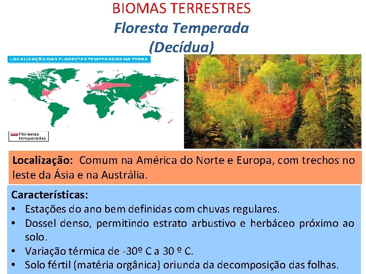 BIOMAS TERRESTRES Floresta Temperada (Decídua) Localização: Comum na América do Norte e Europa, com