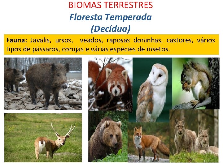 BIOMAS TERRESTRES Floresta Temperada (Decídua) Fauna: Javalis, ursos, veados, raposas doninhas, castores, vários tipos