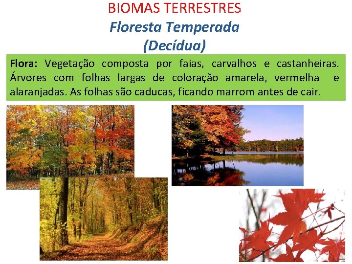 BIOMAS TERRESTRES Floresta Temperada (Decídua) Flora: Vegetação composta por faias, carvalhos e castanheiras. Árvores