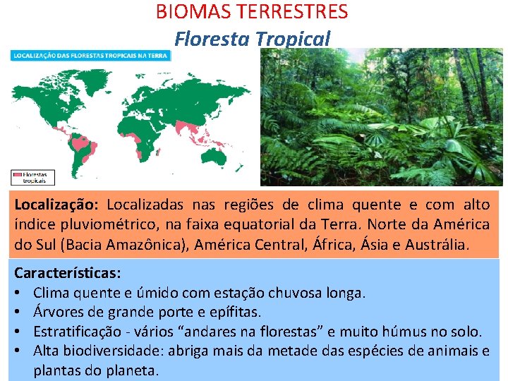 BIOMAS TERRESTRES Floresta Tropical Localização: Localizadas nas regiões de clima quente e com alto