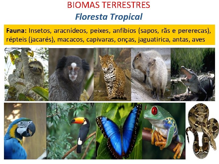 BIOMAS TERRESTRES Floresta Tropical Fauna: Insetos, aracnídeos, peixes, anfíbios (sapos, rãs e pererecas), répteis