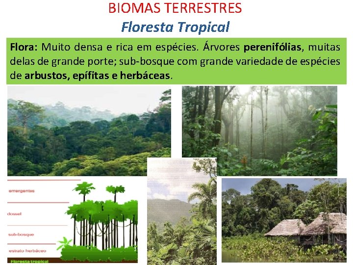 BIOMAS TERRESTRES Floresta Tropical Flora: Muito densa e rica em espécies. Árvores perenifólias, muitas