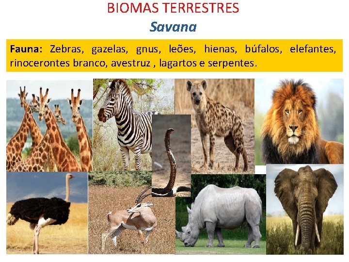 BIOMAS TERRESTRES Savana Fauna: Zebras, gazelas, gnus, leões, hienas, búfalos, elefantes, rinocerontes branco, avestruz