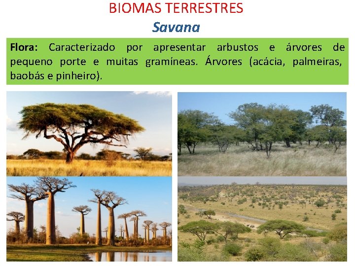 BIOMAS TERRESTRES Savana Flora: Caracterizado por apresentar arbustos e árvores de pequeno porte e