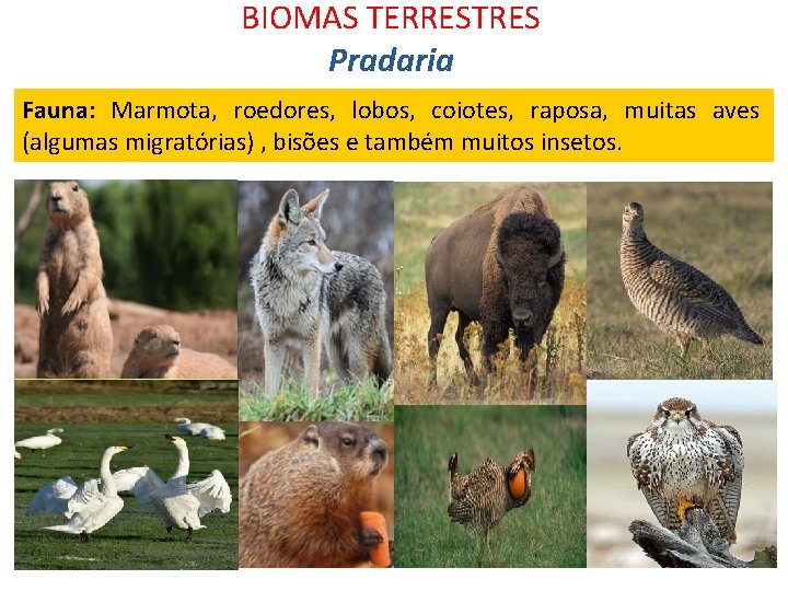 BIOMAS TERRESTRES Pradaria roedores, (Estepes) lobos, coiotes, raposa, Fauna: Marmota, muitas aves (algumas migratórias)