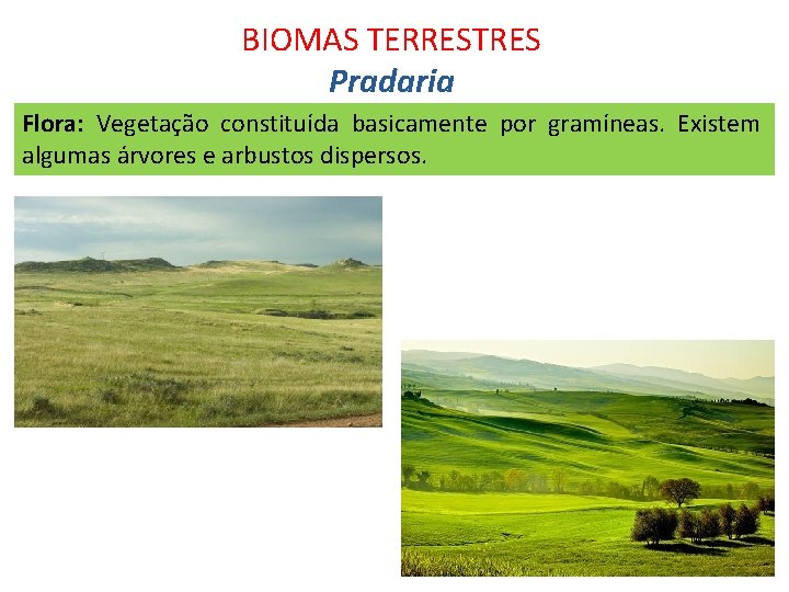 BIOMAS TERRESTRES Pradaria Flora: Vegetação constituída basicamente por gramíneas. Existem algumas árvores e arbustos