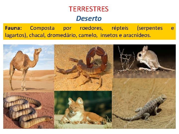 TERRESTRES Deserto Fauna: Composta por roedores, répteis (serpentes lagartos), chacal, dromedário, camelo, insetos e