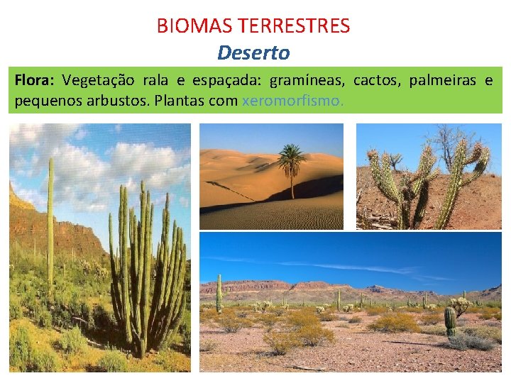 BIOMAS TERRESTRES Deserto Flora: Vegetação rala e espaçada: gramíneas, cactos, palmeiras e pequenos arbustos.
