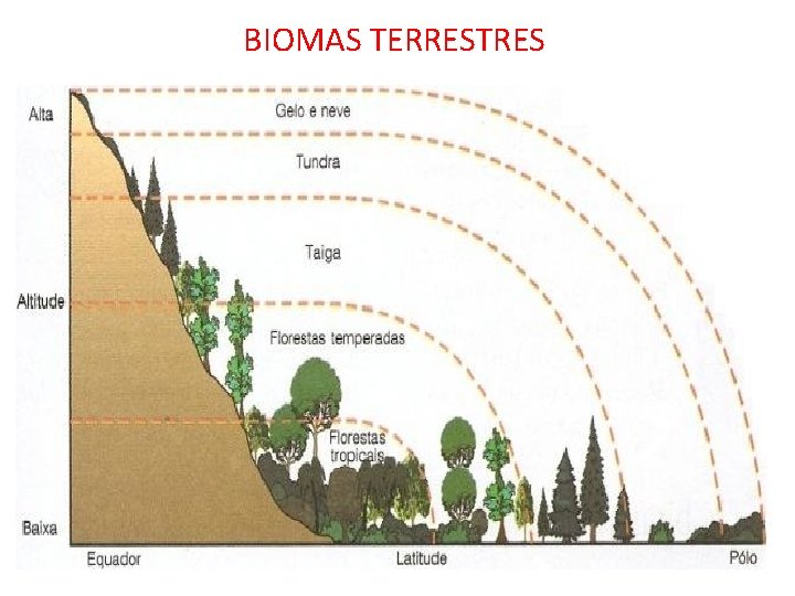 BIOMAS TERRESTRES 