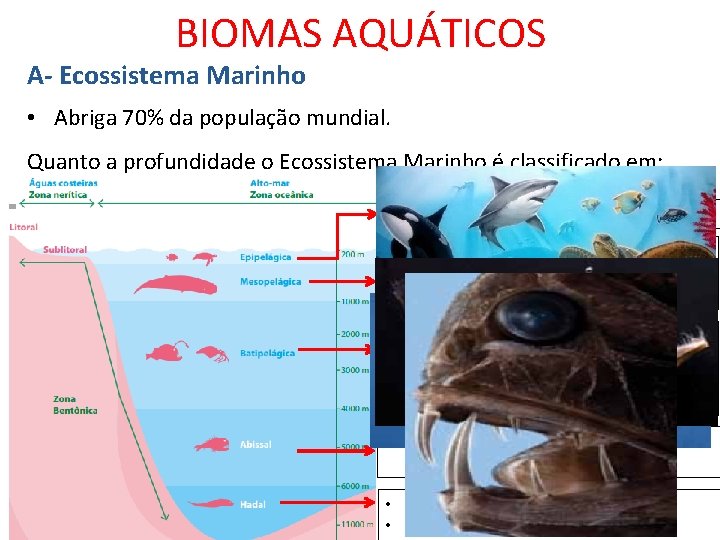 BIOMAS AQUÁTICOS A- Ecossistema Marinho • Abriga 70% da população mundial. Quanto a profundidade