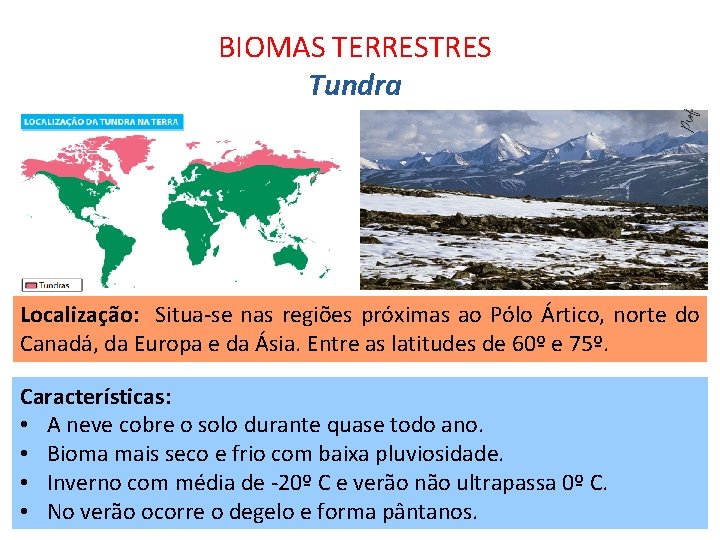 BIOMAS TERRESTRES Tundra Localização: Situa-se nas regiões próximas ao Pólo Ártico, norte do Canadá,